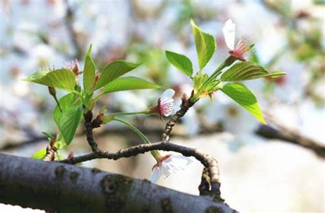 櫻花樹 種植|櫻花種植指南：掌握土壤、光線和空氣關鍵要素 